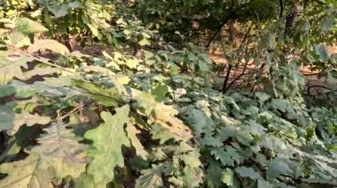 Meşe yaprakları. Ormandaki meşe ağacı. Oaktree 'nin gündüz brunch' ları. Yeşil meşe yaprakları dalda. Mavi gökyüzüne karşı ağaçların yaprakları. Bahar meşesi yaprakları güneş ışığında. Ağaç dalları