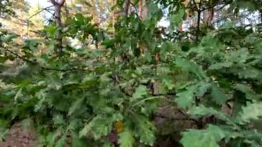 Meşe yaprakları. Ormandaki meşe ağacı. Oaktree 'nin gündüz brunch' ları. Yeşil meşe yaprakları dalda. Mavi gökyüzüne karşı ağaçların yaprakları. Bahar meşesi yaprakları güneş ışığında. Ağaç dalları