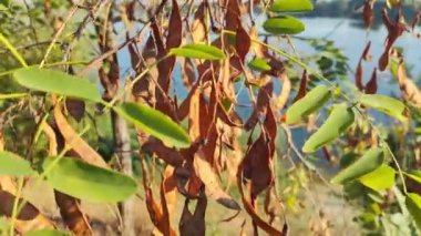 Akasya tohumları Şubat 'ta akasya dallarına asılır. Güneşli havalarda tohumları olan bir akasya ağacı. akasya dalları ve yaprakları.