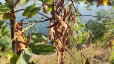 Akasya tohumları Şubat 'ta akasya dallarına asılır. Güneşli havalarda tohumları olan bir akasya ağacı. akasya dalları ve yaprakları.
