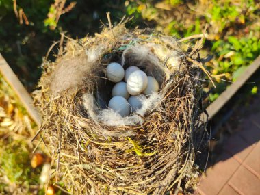 Yumurtalı yuva. Vahşi doğada bir ağaç dalında yumurtalı kuş yuvası. Ağaçların arasında kıvrılmış yumurtaları olan bir karatavuğun yuvası..