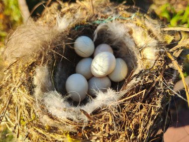 Yumurtalı yuva. Vahşi doğada bir ağaç dalında yumurtalı kuş yuvası. Ağaçların arasında kıvrılmış yumurtaları olan bir karatavuğun yuvası..