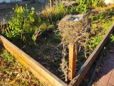 Yumurtalı yuva. Vahşi doğada bir ağaç dalında yumurtalı kuş yuvası. Ağaçların arasında kıvrılmış yumurtaları olan bir karatavuğun yuvası..