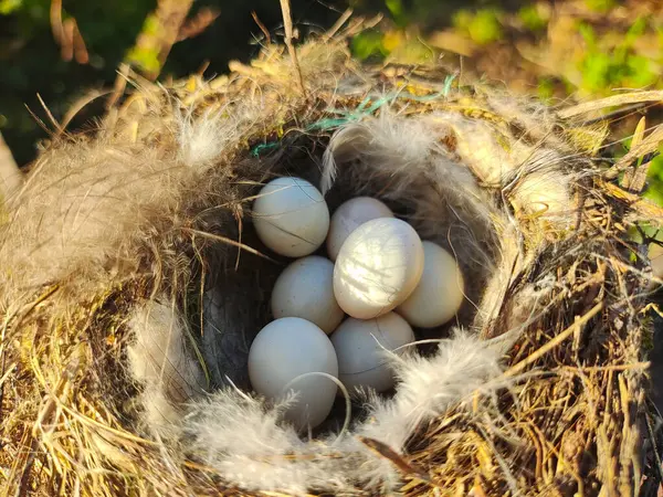 stock image nest with eggs. Bird nest with eggs on a tree branch in the wild. The nest of a blackbird with eggs curled up in the thickets of trees.