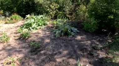 Küçük bir bahçe. Sebze. Kuru toprak. ev bahçesi.