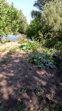 Küçük bir bahçe. Sebze. Kuru toprak. ev bahçesi.