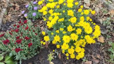 Bir çiçek tarhında sonbahar çiçekleri. Çiçek ekiyorum. Çok renkli kasımpatılar var. Parlak sonbahar çiçekleri. Sarı, kırmızı ve mavi çiçekler bir çiçek tarhında.