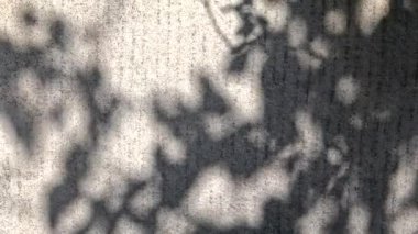 Gri soyut arka plan. Beton doku. Gri taş. Duvardaki gölgeler. Dallardan soyut gölgeler. Karanlık kasvetli arkaplan.