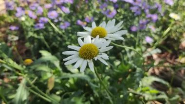 AUMN DAISIES. Beyazların günlükleri. Uzun soluklu, beyaz, tıbbi, tıbbi bir günlük. AUMN ÇİÇEKLERİ. ÇİÇEKLER Zeminde büyür.