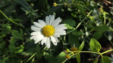 AUMN DAISIES. Beyazların günlükleri. Uzun soluklu, beyaz, tıbbi, tıbbi bir günlük. AUMN ÇİÇEKLERİ. ÇİÇEKLER Zeminde büyür.