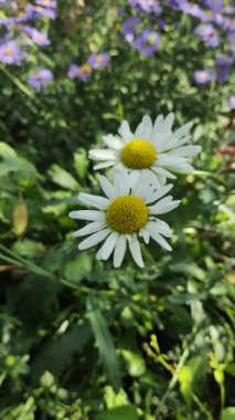 AUMN DAISIES. Beyazların günlükleri. Uzun soluklu, beyaz, tıbbi, tıbbi bir günlük. AUMN ÇİÇEKLERİ. ÇİÇEKLER Zeminde büyür.