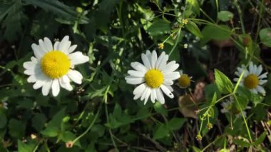 AUMN DAISIES. Beyazların günlükleri. Uzun soluklu, beyaz, tıbbi, tıbbi bir günlük. AUMN ÇİÇEKLERİ. ÇİÇEKLER Zeminde büyür.