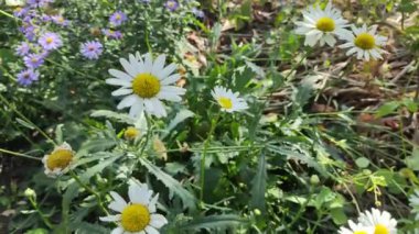 AUMN DAISIES. Beyazların günlükleri. Uzun soluklu, beyaz, tıbbi, tıbbi bir günlük. AUMN ÇİÇEKLERİ. ÇİÇEKLER Zeminde büyür.