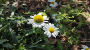 AUMN DAISIES. Beyazların günlükleri. Uzun soluklu, beyaz, tıbbi, tıbbi bir günlük. AUMN ÇİÇEKLERİ. ÇİÇEKLER Zeminde büyür.