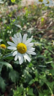 AUMN DAISIES. Beyazların günlükleri. Uzun soluklu, beyaz, tıbbi, tıbbi bir günlük. AUMN ÇİÇEKLERİ. ÇİÇEKLER Zeminde büyür.