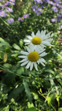 AUMN DAISIES. Beyazların günlükleri. Uzun soluklu, beyaz, tıbbi, tıbbi bir günlük. AUMN ÇİÇEKLERİ. ÇİÇEKLER Zeminde büyür.