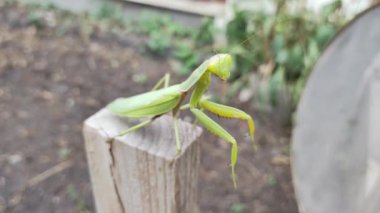 Büyük yeşil peygamber devesi. Peygamber devesinin portresi. Kafasının yakın çekimi. Yeşil çimenlikteki yırtıcı böcek. Hayret verici bir peygamber devesinin portresi. Otların arasında yırtıcı bir böcek..