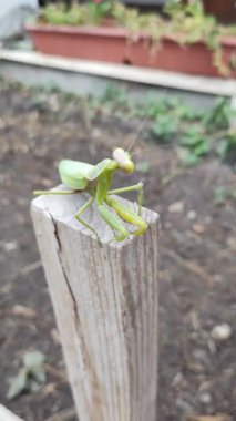 Büyük yeşil peygamber devesi. Peygamber devesinin portresi. Kafasının yakın çekimi. Yeşil çimenlikteki yırtıcı böcek. Hayret verici bir peygamber devesinin portresi. Otların arasında yırtıcı bir böcek..