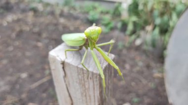 Büyük yeşil peygamber devesi. Peygamber devesinin portresi. Kafasının yakın çekimi. Yeşil çimenlikteki yırtıcı böcek. Hayret verici bir peygamber devesinin portresi. Otların arasında yırtıcı bir böcek..