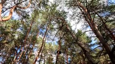 Mavi gökyüzüne karşı çam dalları. Ağaç dalları gökyüzüne karşı bulutlarla.