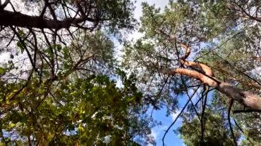 Mavi gökyüzüne karşı çam dalları. Ağaç dalları gökyüzüne karşı bulutlarla.