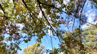 Dallar gökyüzünün arka planında, ağır çekimde. Sarı, turuncu bir akçaağaç yaprağının yaklaşması açık mavi gökyüzüne karşı rüzgarda hafifçe sallanıyor. Güzel sonbahar renkleri, güneş ışığı, yavaş çekim..