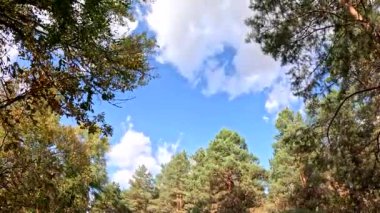 Dallar gökyüzünün arka planında, ağır çekimde. Sarı, turuncu bir akçaağaç yaprağının yaklaşması açık mavi gökyüzüne karşı rüzgarda hafifçe sallanıyor. Güzel sonbahar renkleri, güneş ışığı, yavaş çekim..