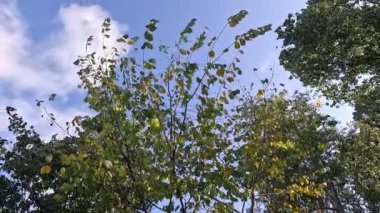 Dallar gökyüzünün arka planında, ağır çekimde. Sarı, turuncu bir akçaağaç yaprağının yaklaşması açık mavi gökyüzüne karşı rüzgarda hafifçe sallanıyor. Güzel sonbahar renkleri, güneş ışığı, yavaş çekim..