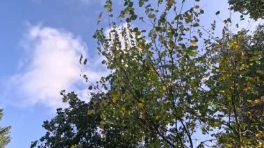 Dallar gökyüzünün arka planında, ağır çekimde. Sarı, turuncu bir akçaağaç yaprağının yaklaşması açık mavi gökyüzüne karşı rüzgarda hafifçe sallanıyor. Güzel sonbahar renkleri, güneş ışığı, yavaş çekim..