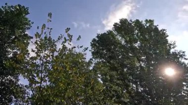 Dallar gökyüzünün arka planında, ağır çekimde. Sarı, turuncu bir akçaağaç yaprağının yaklaşması açık mavi gökyüzüne karşı rüzgarda hafifçe sallanıyor. Güzel sonbahar renkleri, güneş ışığı, yavaş çekim..