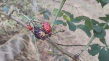Dallardaki kuru gül kalçaları. Gül kalçası çalısı. Sonbaharda gül kalçalar.