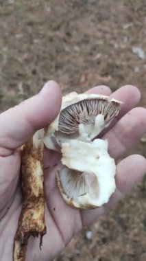 Elinde beyaz mantar. Elinde mantar tutan adam çürümüş beyaz mantar.