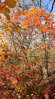 Güzel bir sonbahar ağacı. Dallarda parlak turuncu ve sarı yapraklar var. Güneşli bir sonbahar günü. Güneş ışınlarında güzel bir ağaç. Yüksek çözünürlüklü video.