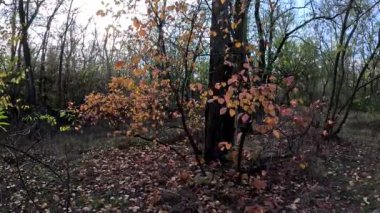 Güzel bir sonbahar ağacı. Dallarda parlak turuncu ve sarı yapraklar var. Güneşli bir sonbahar günü. Güneş ışınlarında güzel bir ağaç. Yüksek çözünürlüklü video.