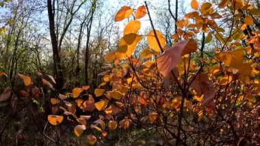 Güzel bir sonbahar ağacı. Dallarda parlak turuncu ve sarı yapraklar var. Güneşli bir sonbahar günü. Güneş ışınlarında güzel bir ağaç. Yüksek çözünürlüklü video.