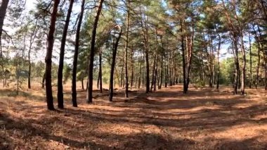 Ormanda yürü. Sonbahar ormanı. Ağaçların uzun gölgeleri. Ormanda yürüyüş. Doğal manzara. Açık hava eğlencesi. Çalıların çalıları..