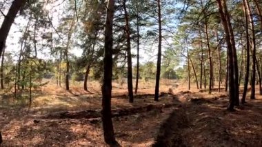 Ormanda yürü. Sonbahar ormanı. Ağaçların uzun gölgeleri. Ormanda yürüyüş. Doğal manzara. Açık hava eğlencesi. Çalıların çalıları..