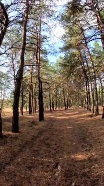 Ormanda yürü. Sonbahar ormanı. Ağaçların uzun gölgeleri. Ormanda yürüyüş. Doğal manzara. Açık hava eğlencesi. Çalıların çalıları..
