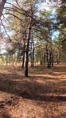 Ormanda yürü. Sonbahar ormanı. Ağaçların uzun gölgeleri. Ormanda yürüyüş. Doğal manzara. Açık hava eğlencesi. Çalıların çalıları..