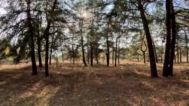 Ormanda yürü. Sonbahar ormanı. Ağaçların uzun gölgeleri. Ormanda yürüyüş. Doğal manzara. Açık hava eğlencesi. Çalıların çalıları..
