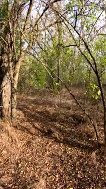Ormanda yürü. Sonbahar ormanı. Ağaçların uzun gölgeleri. Ormanda yürüyüş. Doğal manzara. Açık hava eğlencesi. Çalıların çalıları..