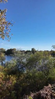 Ağaçların uzun gölgeleri. Dalların arasından geçen güneş. Uzun ağaçlar. Doğal manzara. Vahşi yaşam görüntüleri. Temiz havada yürü. Doymuş video. Günlük profili. yüksek çözünürlüklü video.