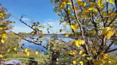 Ağaçların uzun gölgeleri. Dalların arasından geçen güneş. Uzun ağaçlar. Doğal manzara. Vahşi yaşam görüntüleri. Temiz havada yürü. Doymuş video. Günlük profili. yüksek çözünürlüklü video.