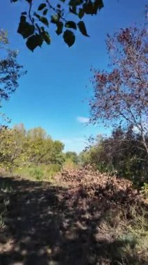 Ağaçların uzun gölgeleri. Dalların arasından geçen güneş. Uzun ağaçlar. Doğal manzara. Vahşi yaşam görüntüleri. Temiz havada yürü. Doymuş video. Günlük profili. yüksek çözünürlüklü video.