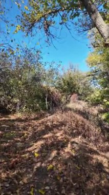 Ağaçların uzun gölgeleri. Dalların arasından geçen güneş. Uzun ağaçlar. Doğal manzara. Vahşi yaşam görüntüleri. Temiz havada yürü. Doymuş video. Günlük profili. yüksek çözünürlüklü video.
