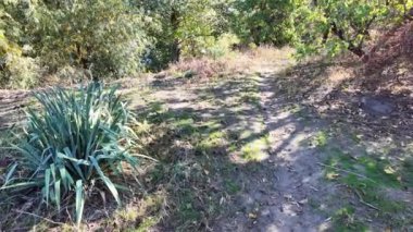 Ağaçların uzun gölgeleri. Dalların arasından geçen güneş. Uzun ağaçlar. Doğal manzara. Vahşi yaşam görüntüleri. Temiz havada yürü. Doymuş video. Günlük profili. yüksek çözünürlüklü video.