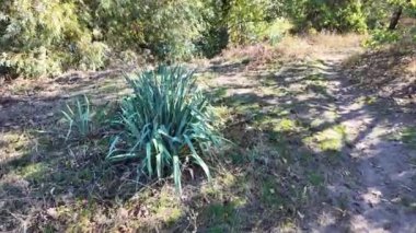 Ağaçların uzun gölgeleri. Dalların arasından geçen güneş. Uzun ağaçlar. Doğal manzara. Vahşi yaşam görüntüleri. Temiz havada yürü. Doymuş video. Günlük profili. yüksek çözünürlüklü video.