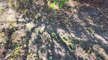 Ağaçların uzun gölgeleri. Dalların arasından geçen güneş. Uzun ağaçlar. Doğal manzara. Vahşi yaşam görüntüleri. Temiz havada yürü. Doymuş video. Günlük profili. yüksek çözünürlüklü video.