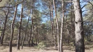 Ağaçların uzun gölgeleri. Dalların arasından geçen güneş. Uzun ağaçlar. Doğal manzara. Vahşi yaşam görüntüleri. Temiz havada yürü. Doymuş video. Günlük profili. yüksek çözünürlüklü video.