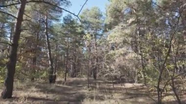 Ağaçların uzun gölgeleri. Dalların arasından geçen güneş. Uzun ağaçlar. Doğal manzara. Vahşi yaşam görüntüleri. Temiz havada yürü. Doymuş video. Günlük profili. yüksek çözünürlüklü video.